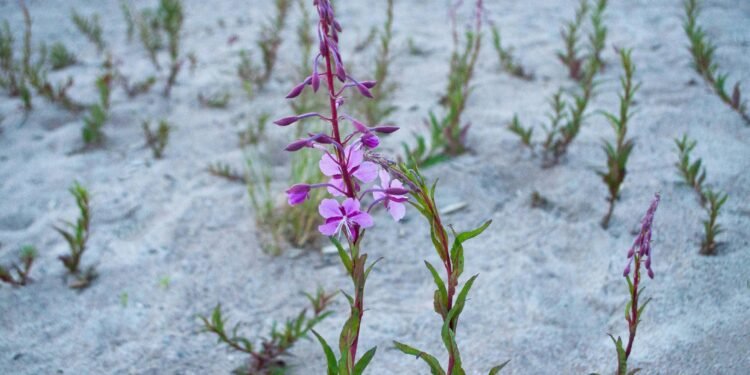 Living Amidst A Pall Of Gloom